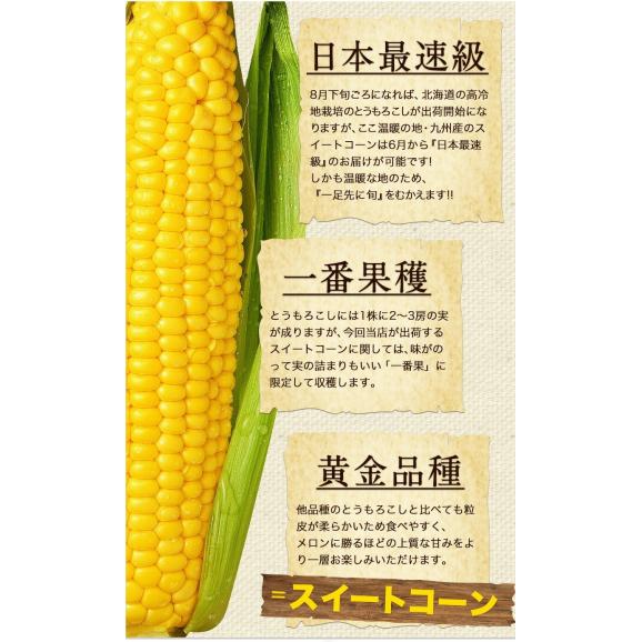 ＼超メガ盛り！／とうもろこし 100本 大容量 スイートコーン ゴールドラッシュ サニーショコラ 味来 恵味 すごあまこーん 約15kg～約20.5kg 50本入り (3L~L サイズ) 朝採り 06