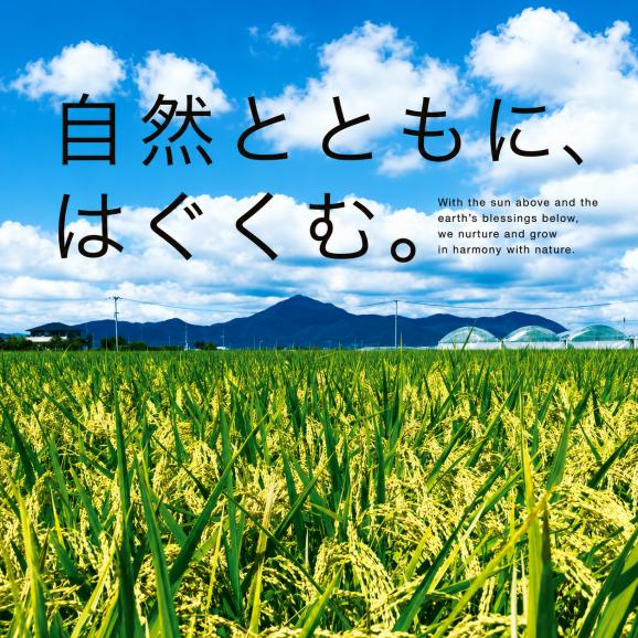令和7年産 太陽のおともだち 農家もとよしのあきまさり 熊本県産 5kg 送料無料 単一原料米 単一米 米  あきまさり くまもと コメ 精米 白米 《3-7営業日以内に発送予定(土日祝除く)》02
