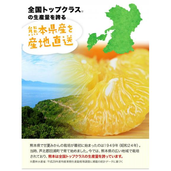 甘夏 みかん 訳あり 1.5kg 最大+4セット分おまけ付き 送料無料 熊本県産 名産地 旬のみかん 柑橘 果物 フルーツ 旬 《1-5営業日以内に出荷(土日祝除く)》02