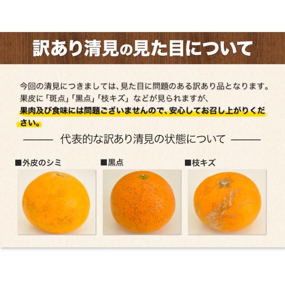 訳あり 清見 3kg 柑橘 みかん 送料無料 熊本産 デコポン(不知火) はるみ せとか の生みの親 旬 《1-5営業日以内に発送予定(土日祝除く)》04