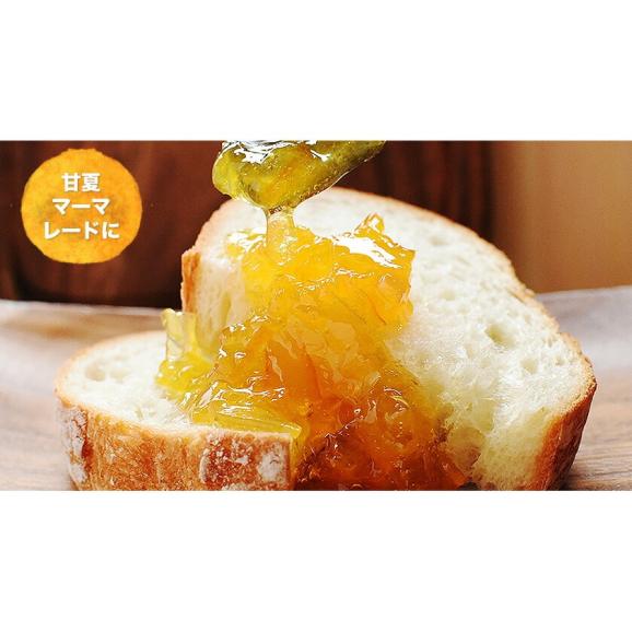 甘夏 みかん 訳あり 3kg 送料無料 熊本県産 名産地 旬のみかん 柑橘 果物 フルーツ 旬 mikann ※皮むき器プレゼント中《1-5営業日以内に発送(土日祝除く)》05