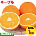ネーブル オレンジ 国産 1kg 送料無料 訳あり 安心安全 熊本県産 旬 の みかん ※複数購入の場合1箱におまとめ配送 《1-5営業日以内に発送(土日祝除く)》
