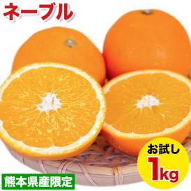ネーブル オレンジ 国産 1kg 送料無料 訳あり 安心安全 熊本県産 旬 の みかん ※複数購入の場合1箱におまとめ配送 《1-5営業日以内に発送(土日祝除く)》