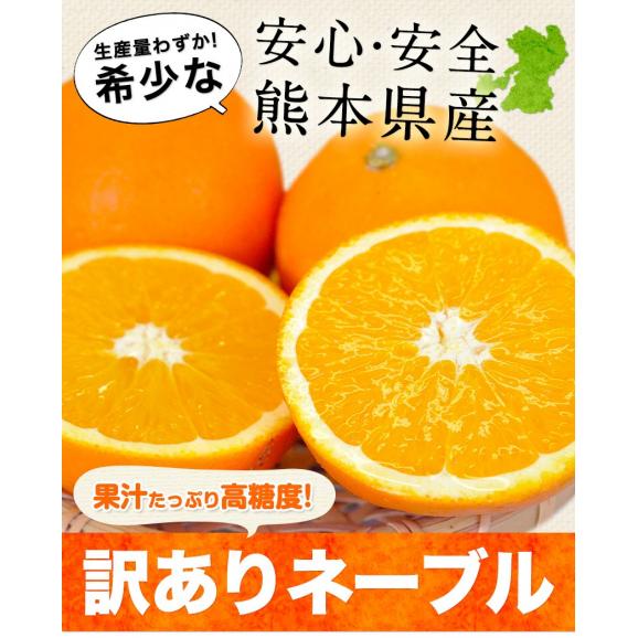 ネーブル オレンジ 国産 1kg 送料無料 訳あり 安心安全 熊本県産 旬 の みかん ※複数購入の場合1箱におまとめ配送 《1-5営業日以内に発送(土日祝除く)》02