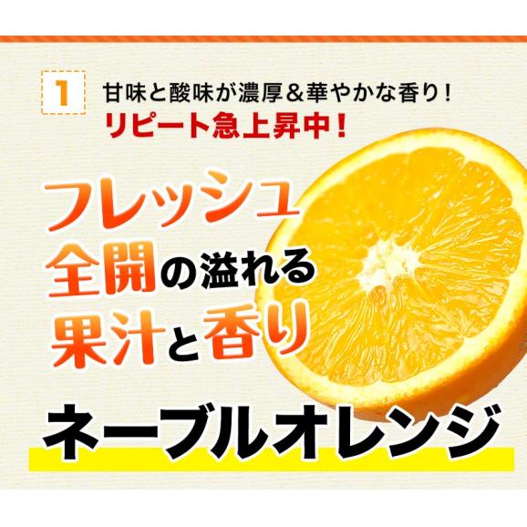 ネーブル オレンジ 国産 1kg 送料無料 訳あり 安心安全 熊本県産 旬 の みかん ※複数購入の場合1箱におまとめ配送 《1-5営業日以内に発送(土日祝除く)》03
