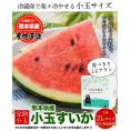 【2セット購入で1,000円OFF！】小玉スイカ 熊本 1玉 2Lサイズ 1.4kg以上 送料無料 訳あり 小玉 スイカ 熊本県産  果物 フルーツ 旬 《1-5営業日以内に出荷予定》