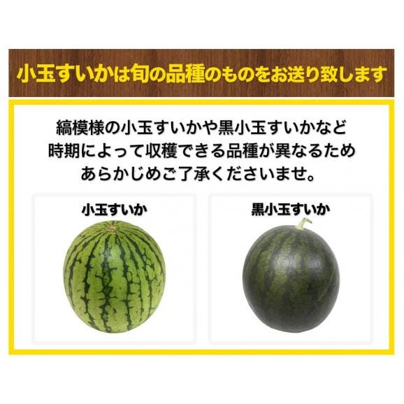 【2セット購入で1,000円OFF!】小玉スイカ 熊本 1玉 2Lサイズ 1.4kg以上 送料無料 訳あり 小玉 スイカ 熊本県産 果物 フルーツ 旬 《1-5営業日以内に出荷予定》06