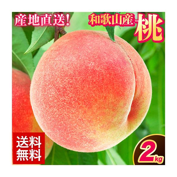 【名産地から直送】和歌山県産 桃 2kg 送料無料 和歌山 桃 もも 果物 白桃 白鳳 日川白鳳 清水白桃 川中島白桃 送料無料 夏 momo《7月中旬から8月中旬頃に発送予定》01