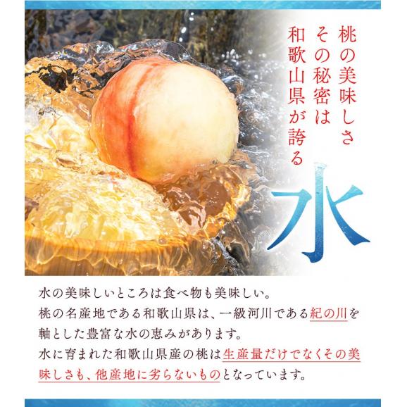 【名産地から直送】和歌山県産 桃 2kg 送料無料 和歌山 桃 もも 果物 白桃 白鳳 日川白鳳 清水白桃 川中島白桃 送料無料 夏 momo《7月中旬から8月中旬頃に発送予定》03