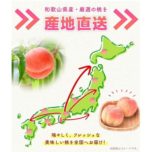 【名産地から直送】和歌山県産 桃 2kg 送料無料 和歌山 桃 もも 果物 白桃 白鳳 日川白鳳 清水白桃 川中島白桃 送料無料 夏 momo《7月中旬から8月中旬頃に発送予定》05