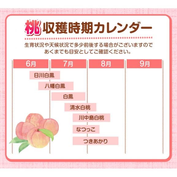 【名産地から直送】和歌山県産 桃 2kg 送料無料 和歌山 桃 もも 果物 白桃 白鳳 日川白鳳 清水白桃 川中島白桃 送料無料 夏 momo《7月中旬から8月中旬頃に発送予定》06