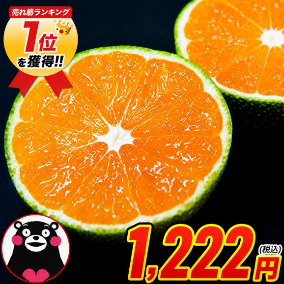 小玉 みかん 送料無料 訳あり ミカン 小粒 1.5kg 家庭用 サイズ 箱買い 】 果物 熊本 極早生 柑橘 訳アリ 小玉 で 甘い 蜜柑 《9月中旬-10月中旬に発送予定(土日祝除く)》01