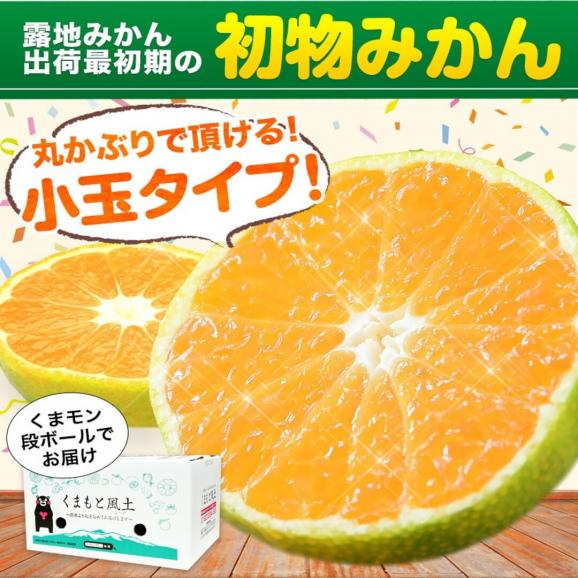 小玉 みかん 送料無料 訳あり ミカン 小粒 1.5kg 家庭用 サイズ 箱買い 】 果物 熊本 極早生 柑橘 訳アリ 小玉 で 甘い 蜜柑 《9月中旬-10月中旬に発送予定(土日祝除く)》01