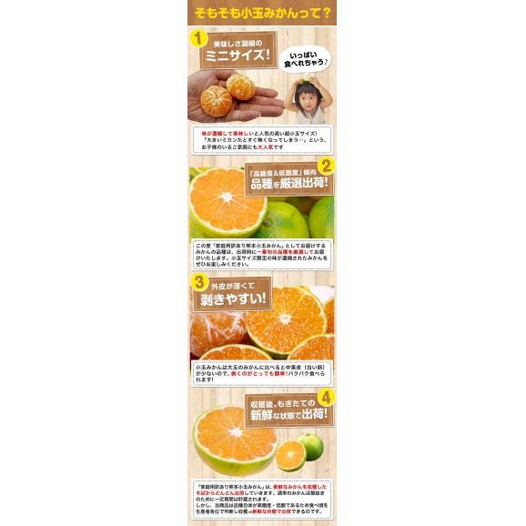 小玉 みかん 送料無料 訳あり ミカン 小粒 1.5kg 家庭用 サイズ 箱買い 】 果物 熊本 極早生 柑橘 訳アリ 小玉 で 甘い 蜜柑 《9月中旬-10月中旬に発送予定(土日祝除く)》04