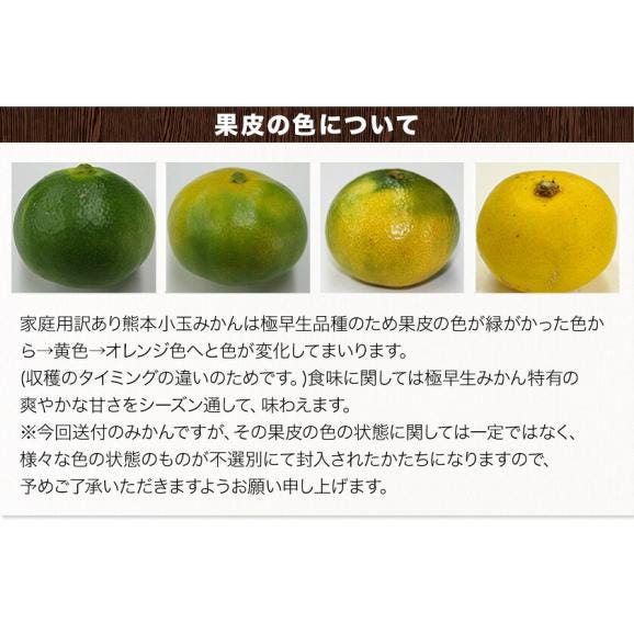小玉 みかん 送料無料 訳あり ミカン 小粒 1.5kg 家庭用 サイズ 箱買い 】 果物 熊本 極早生 柑橘 訳アリ 小玉 で 甘い 蜜柑 《9月中旬-10月中旬に発送予定(土日祝除く)》05