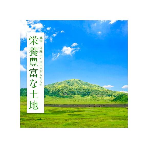 令和7年産 くまさんの輝き 銘柄 米 20kg 熊本県産 くまさんのカガヤキ 国産 無洗米 送料無料 米 こめ コメ kome 《1-5営業日以内に発送予定(土日祝除く)》04