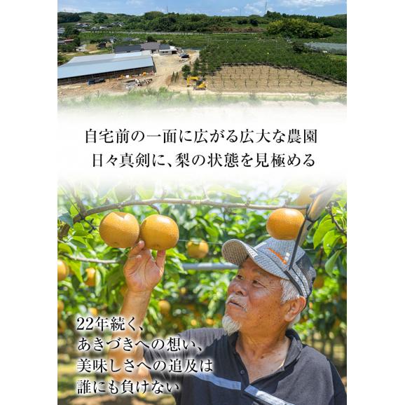 贈答用 福岡農園 梨 なし 秋月 あきづき ギフト 3.5kg前後 6〜10玉 送料無料 熊本県産 熊本 果物 フルーツ 化粧箱 敬老の日 お取り寄せ 熨斗 のし《9月上旬-10月上旬頃より配送予定》05