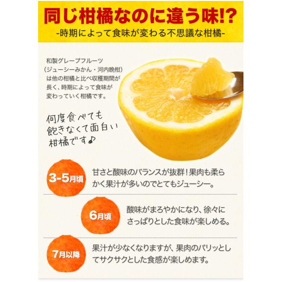 【大容量】 河内晩柑 8kg 送料無料 和製 グレープフルーツ フルーツ 果物 みかん 訳あり 夏文旦 晩柑 ジューシーみかん 熊本県産 たっぷり 《1-5営業日以内に発送予定》02