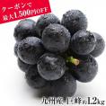 【最大1,500円OFFクーポン使える!】 ぶどう ギフト 九州産  巨峰 1.2kg前後 送料無料 お中元 ギフト 旬 フルーツ  葡萄 フルーツギフト 果物 《7-14営業日以内に出荷予定》