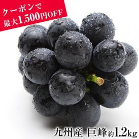 【最大1,500円OFFクーポン使える!】 ぶどう ギフト 九州産  巨峰 1.2kg前後 送料無料 お中元 ギフト 旬 フルーツ  葡萄 フルーツギフト 果物 《7-14営業日以内に出荷予定》