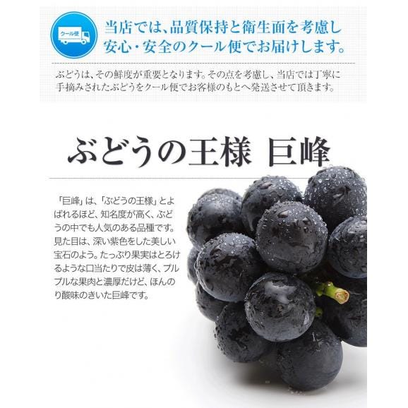 【最大1,500円OFFクーポン使える!】 ぶどう ギフト 九州産  巨峰 1.2kg前後 送料無料 お中元 ギフト 旬 フルーツ  葡萄 フルーツギフト 果物 《7-14営業日以内に出荷予定》04