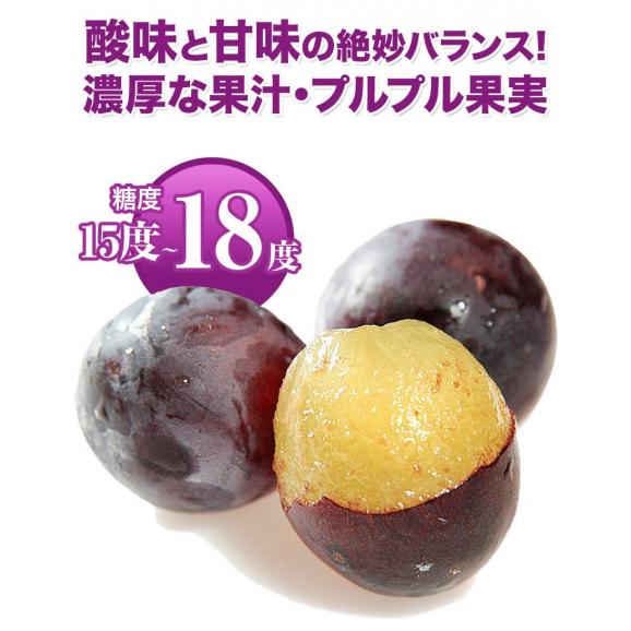 【最大1,500円OFFクーポン使える!】 ぶどう ギフト 九州産  巨峰 1.2kg前後 送料無料 お中元 ギフト 旬 フルーツ  葡萄 フルーツギフト 果物 《7-14営業日以内に出荷予定》05