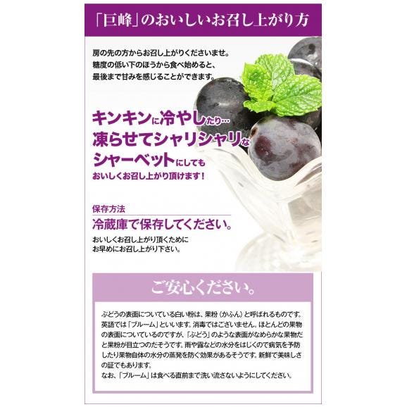 【最大1,500円OFFクーポン使える!】 ぶどう ギフト 九州産  巨峰 1.2kg前後 送料無料 お中元 ギフト 旬 フルーツ  葡萄 フルーツギフト 果物 《7-14営業日以内に出荷予定》06