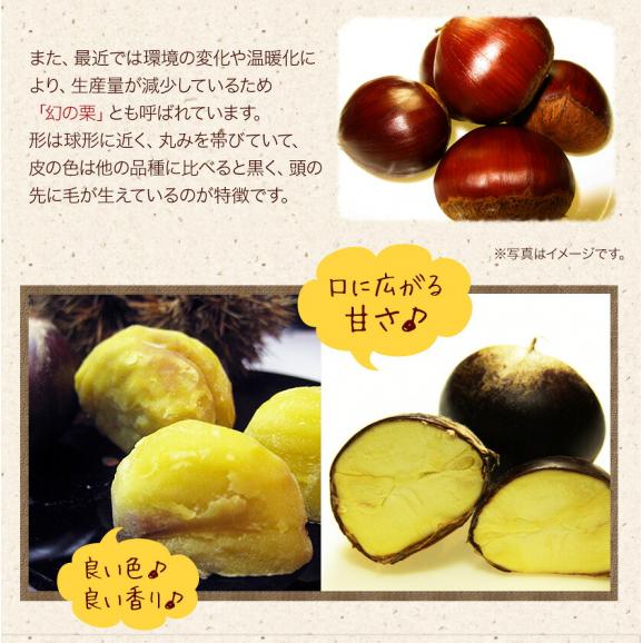 利平栗 栗 1kg 熊本県産 秀品 送料無料 【希少品種】 3L〜2Lサイズ 生栗 幻の栗 くり 皮むき 栗ご飯 渋皮煮 高級 和栗 国産 秋の味覚 むきやすい 《9月下旬-10月上旬に出荷予定》 05