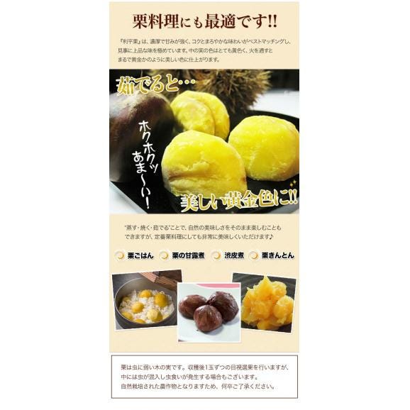 利平栗 栗 1kg 熊本県産 秀品 送料無料 【希少品種】 3L〜2Lサイズ 生栗 幻の栗 くり 皮むき 栗ご飯 渋皮煮 高級 和栗 国産 秋の味覚 むきやすい 《9月下旬-10月上旬に出荷予定》 06