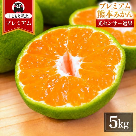 プレミアム 小玉 熊本 みかん 光センサー選果 5kg 2L〜2S サイズ 送料無料 ミカン 大玉 柑橘 おすそ分け ギフト 熊本 《9月中旬-10月下旬頃出荷(土日祝除く)》01