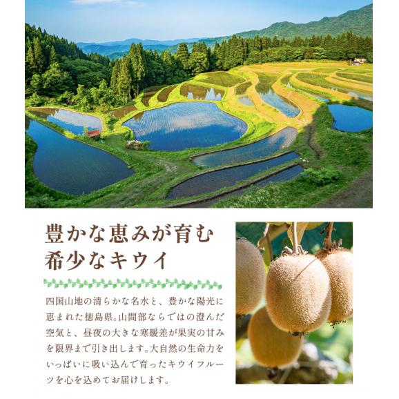 【★最大1,000円OFFクーポン配布中!】 国産 キウイ 1kg キウイフルーツ 徳島県産 ご家庭用 訳あり 果物 スムージー ジャム デザート キウイ 徳島県 1月上旬から1月末頃に発送予定》04