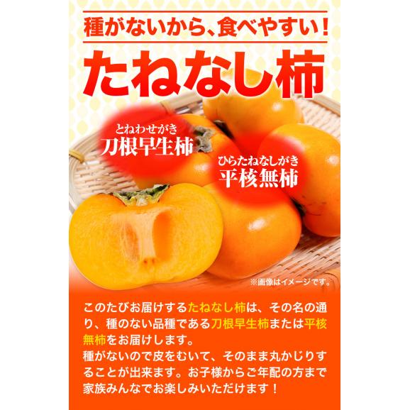 【訳あり】柿 種無し 1.5kg 和歌山県 刀根早生柿 平核無柿 種なし カキ かき ジューシー フルーツ たねなし 果物 フルーツ 規格外 傷 《9月下旬-10月上旬に発送予定》05