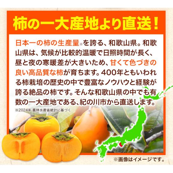 【訳あり】柿 種無し 1.5kg 和歌山県 刀根早生柿 平核無柿 種なし カキ かき ジューシー フルーツ たねなし 果物 フルーツ 規格外 傷 《9月下旬-10月上旬に発送予定》06