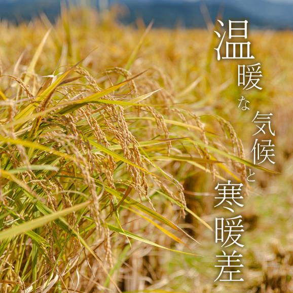 【令和8年産】 熊本県産 銘柄米 森のくまさん 白米 40kg ＋雑穀米 450g 付 送料無料  米 こめ コメ 《10月下旬～11月上旬に出荷予定》05