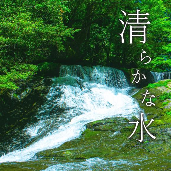 【令和8年産】お米 熊本県産 無洗米 銘柄 米 森のくまさん 20kg ＋雑穀450g付 送料無料  米 こめ コメ 《10月下旬～11月上旬に出荷予定》06