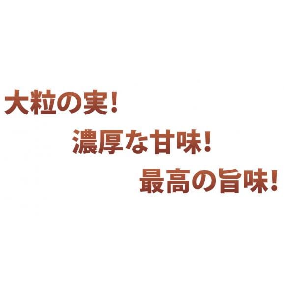 栗 利平栗 送料無料 幻の高級和栗  生栗 秀品 約1.8kg 熊本県産 3箱購入で1箱おまけ くり クリ03