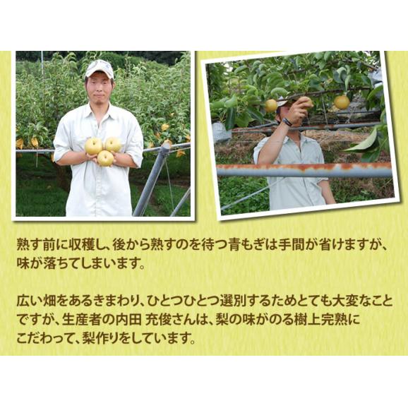 梨 豊水または秋月 送料無料 熊本県産 朝もぎ樹上完熟 秀品3kg 別途追加送料東北200円 北海道400円 沖縄離島1000円 【8月下旬ごろより順次出荷開始】06