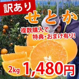 熊本県三角産 訳ありせとか2kg 【2箱購入で送料無料 3箱購入で1箱おまけ】