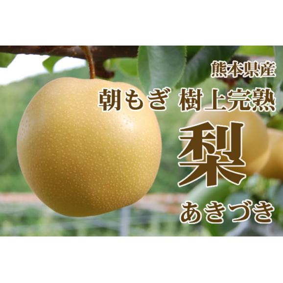 梨 秋月 あきづき 送料無料 熊本県産 朝もぎ樹上完熟梨 秀品3kg 別途追加送料東北200円 北海道400円 沖縄離島1000円 【9月下旬ごろより順次出荷開始予定】02