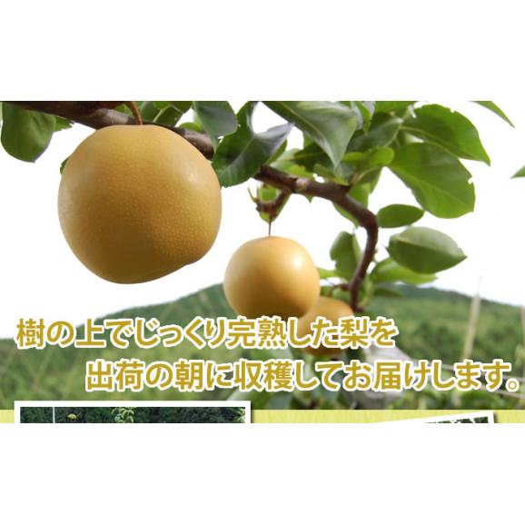 梨 秋月 あきづき 送料無料 熊本県産 朝もぎ樹上完熟梨 秀品3kg 別途追加送料東北200円 北海道400円 沖縄離島1000円 【9月下旬ごろより順次出荷開始予定】06