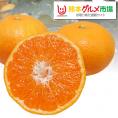 温州 みかん 送料無料 極早生 早生 秀品 熊本県(河内・三角)産 秀品8kg 2箱購入で増量のおまけ付き【12月中旬ごろより順次出荷開始】