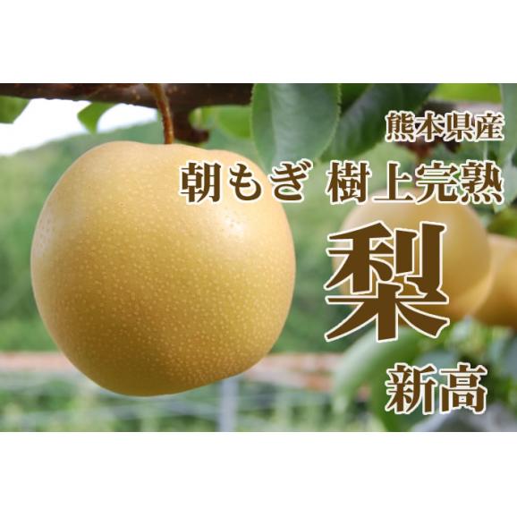 梨 新高 送料無料 熊本県産 朝もぎ樹上完熟梨 秀品3kg 別途追加送料東北200円 北海道400円 沖縄離島1000円【10月上旬から中旬ごろより順次出荷開始予定】02