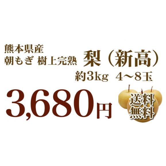 梨 新高 送料無料 熊本県産 朝もぎ樹上完熟梨 秀品3kg 別途追加送料東北200円 北海道400円 沖縄離島1000円【10月上旬から中旬ごろより順次出荷開始予定】03