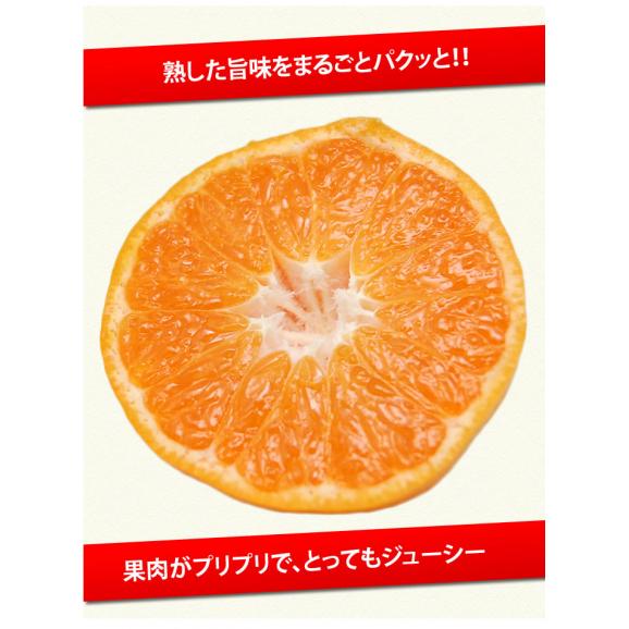絶品の温州みかん 熊本県(河内・三角)産 秀品8kg【送料無料！2箱購入でおまけ付き！】04
