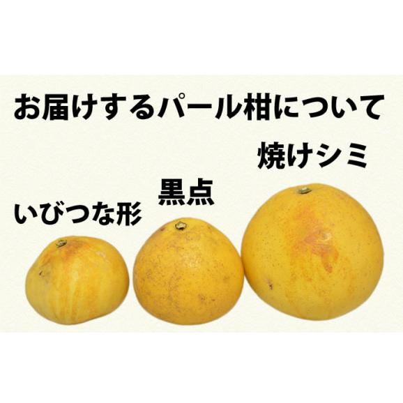 【2月中旬～下旬頃より順次出荷開始】パール柑 訳あり 5kg 送料無料 2箱購入でおまけ増量 熊本県産ご自宅用 文旦05