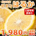 ご自宅用に 熊本県産 訳ありはるか5kg 【2箱購入で1箱分おまけ】