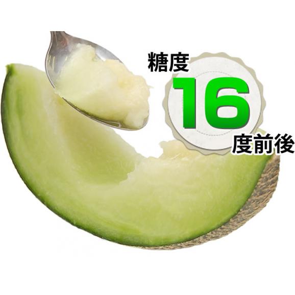 メロン 送料無料 肥後グリーン 熊本県産ブランド 優品 自宅用 1玉 約1.6~2kg 東北200円、北海道400円、沖縄・離島1000円の追加送料05