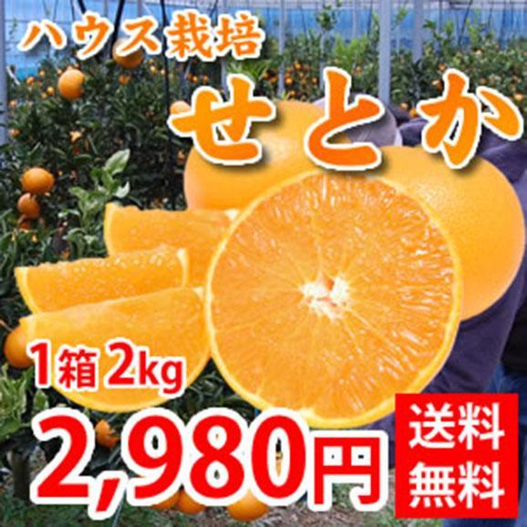 せとか 送料無料 希少品種 柑橘の女王 ハウス栽培 熊本県三角産  秀品2kg入01