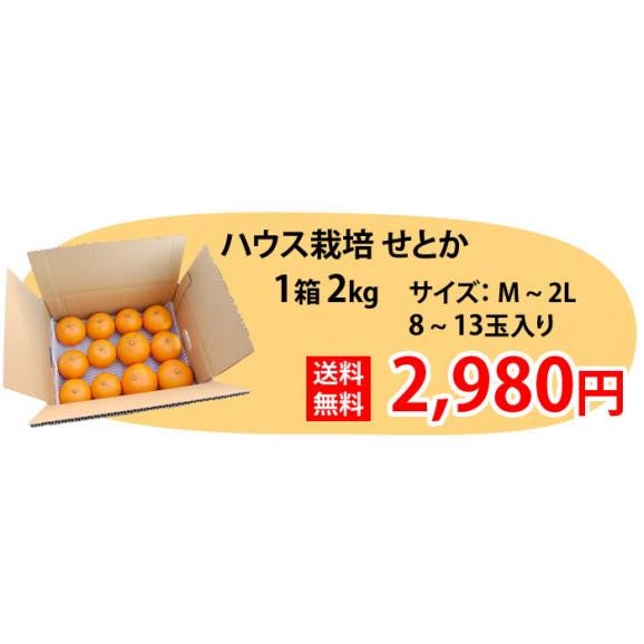 せとか 送料無料 希少品種 柑橘の女王 ハウス栽培 熊本県三角産  秀品2kg入02