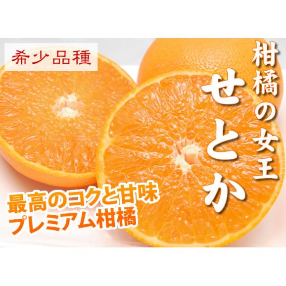 せとか 送料無料 希少品種 柑橘の女王 ハウス栽培 熊本県三角産  秀品2kg入03